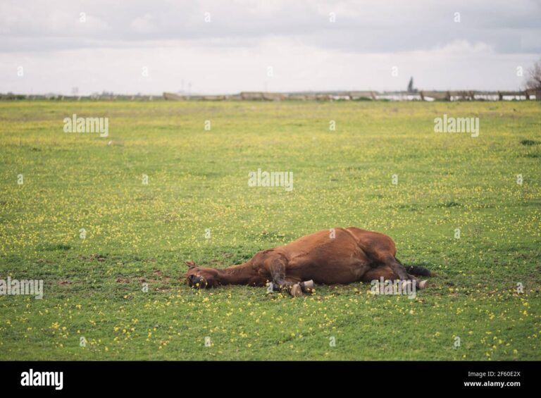 Cómo deben dormir los caballos: Guía completa para su descanso