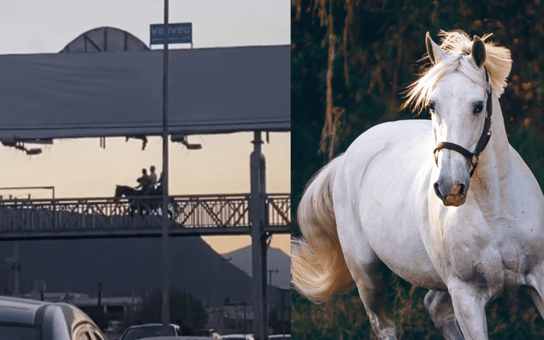Dónde montar caballo en Ciudad de México